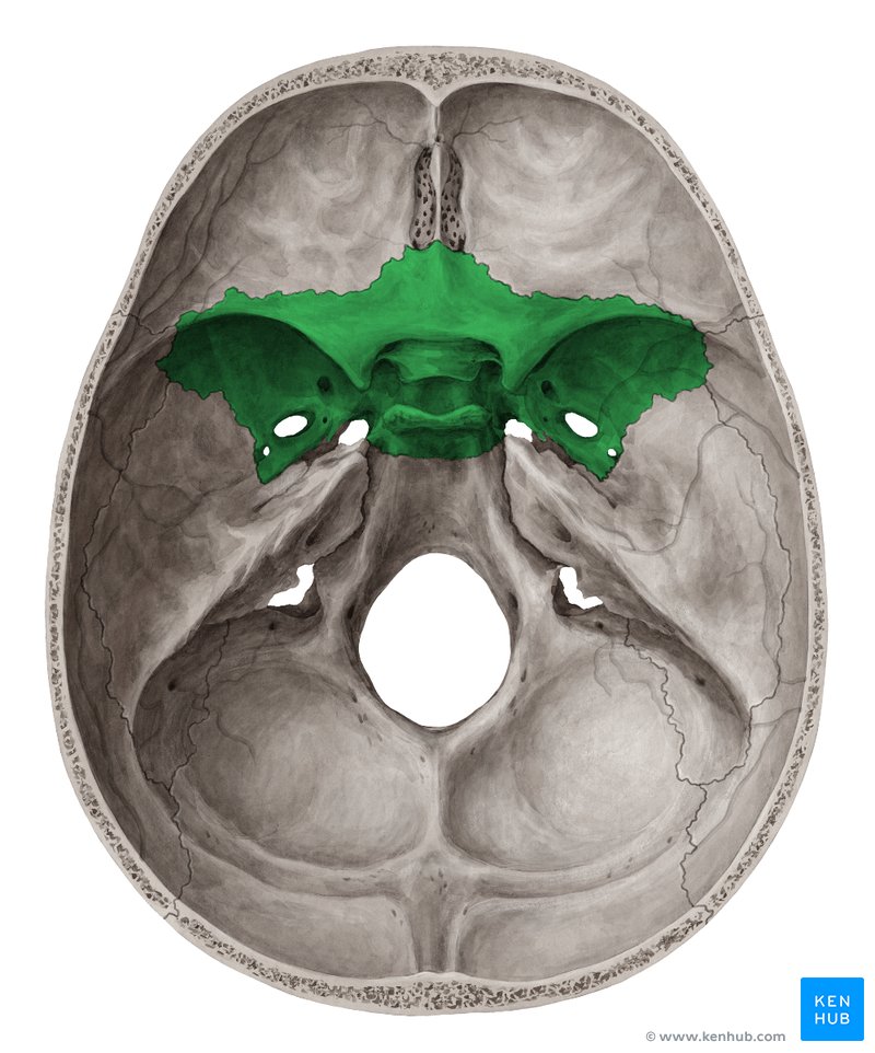 knowt flashcard image