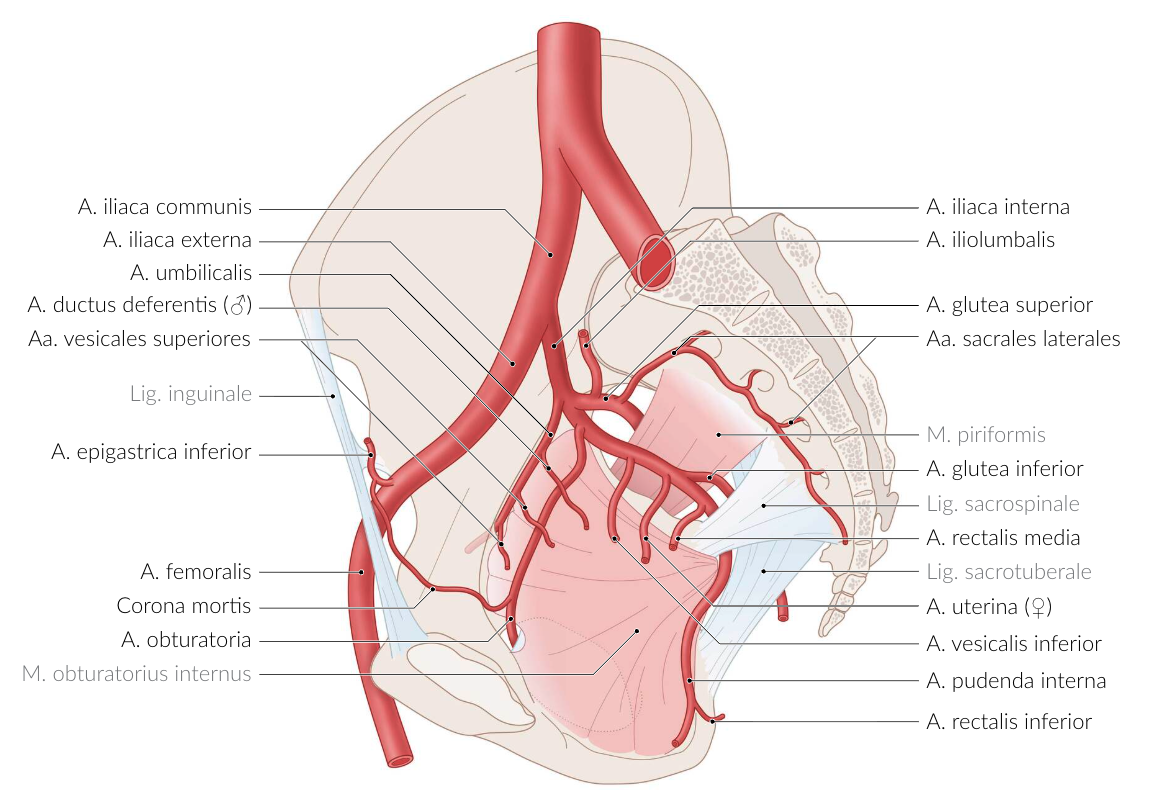 <p>E. Superior vesical artery (A. vesicalis superior)</p>