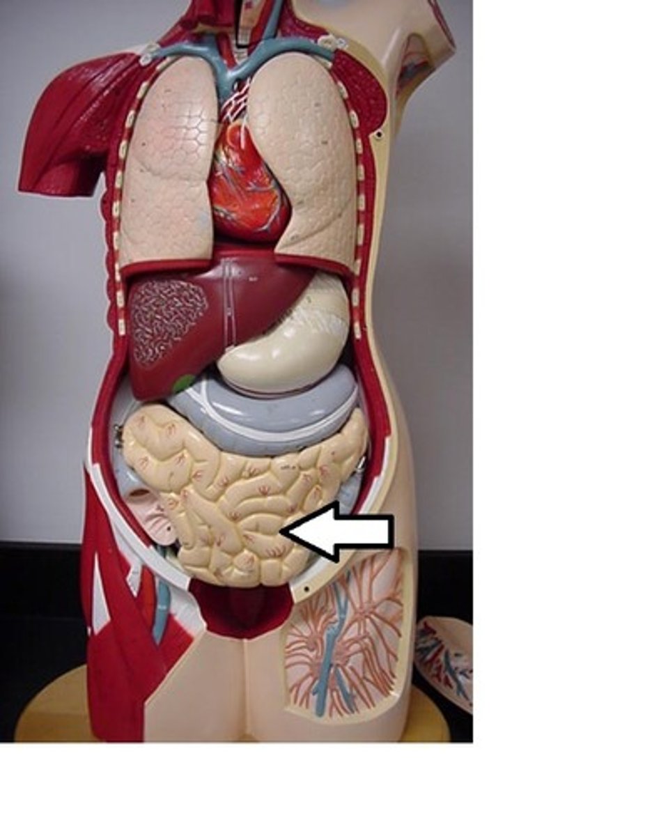 <p>The part of the digestive tract where most absorption occurs.</p>