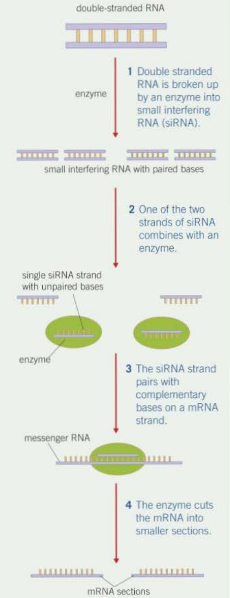 <ol><li><p>Enzyme cuts large double-stranded RNA into siRNA</p></li><li><p>One of the two strands combines with an enzyme</p></li><li><p>siRNA molecule guides the enzyme to an mRNA molecule by pairing up its bases with the complementary section on mRNA</p></li><li><p>Enzyme cuts mRNA into smaller strands</p></li><li><p>mRNA can no longer be translated into a polypeptide - gene has not been expressed</p></li></ol><p></p>