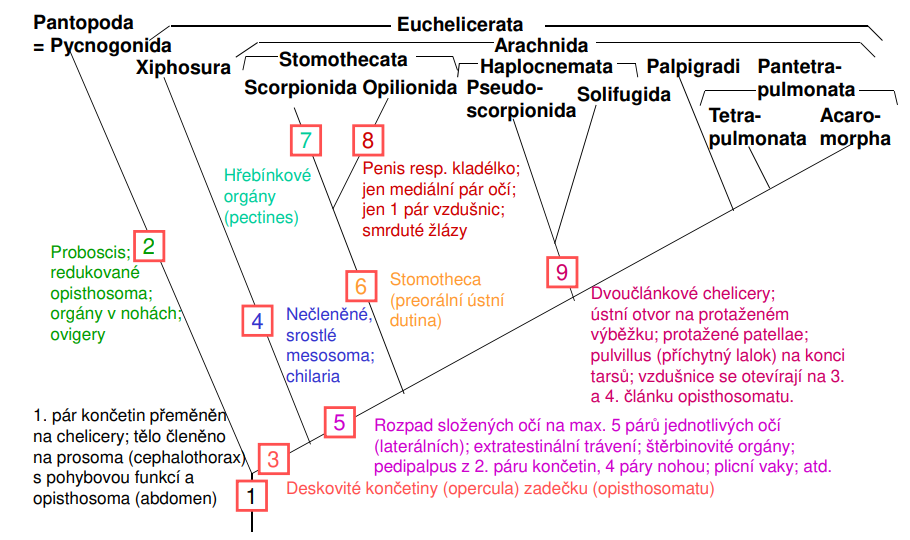 <p>Fylogenetické vztahy mezi Chelicerata na základ ě morfologie (jedno z n ěkolika navrhovaných uspo řádání); Pantopoda jsou zde zahrnuta jako bazální skupina klepítkatc ů</p>