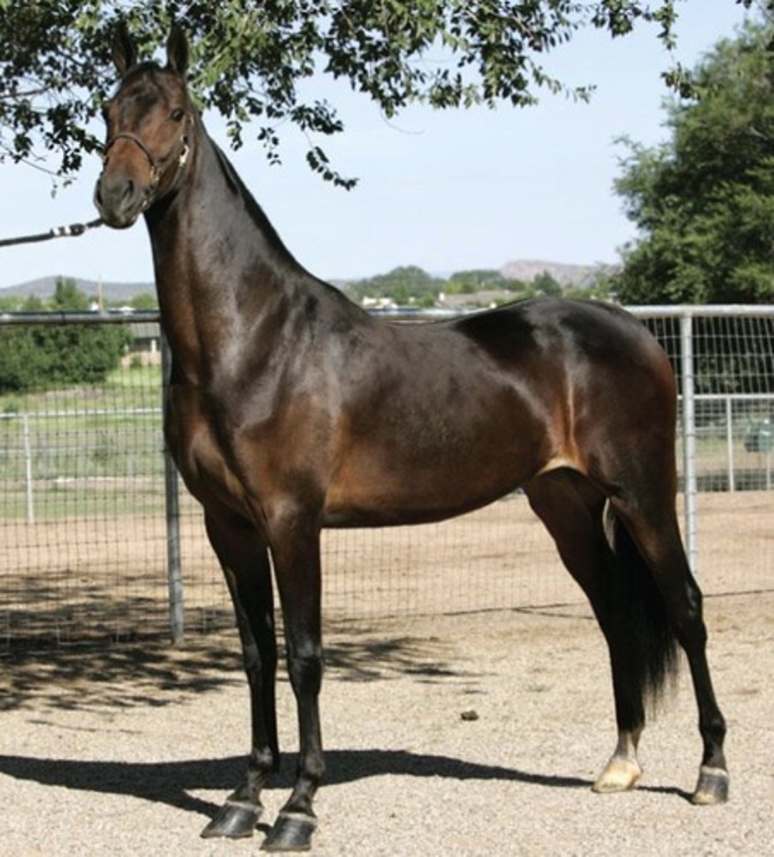 <p>light horse breed:</p><p>developed in kentucky as a plantation horse, known for ease of riding; 2 types: 3-gaited- walk, trot, canter gaits b) 5-gaited- slow gait and rack gaits</p>