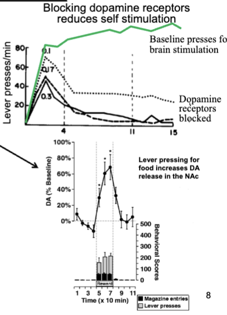 <p>self-stimulation increases DA release in limbic system, particularly accumbens - DA plays important role in reward-related approach</p><ul><li><p>reducing DA transmission reduce self-stimulation</p></li><li><p>animals work to have DA agonists infused directly into accumbens</p></li><li><p>rewards or conditioned stimuli with rewards increase DA in accumbens</p></li><li><p>all drugs of abuse with high addiction potential increase DA release in nucleus accumbens</p></li></ul><p></p>