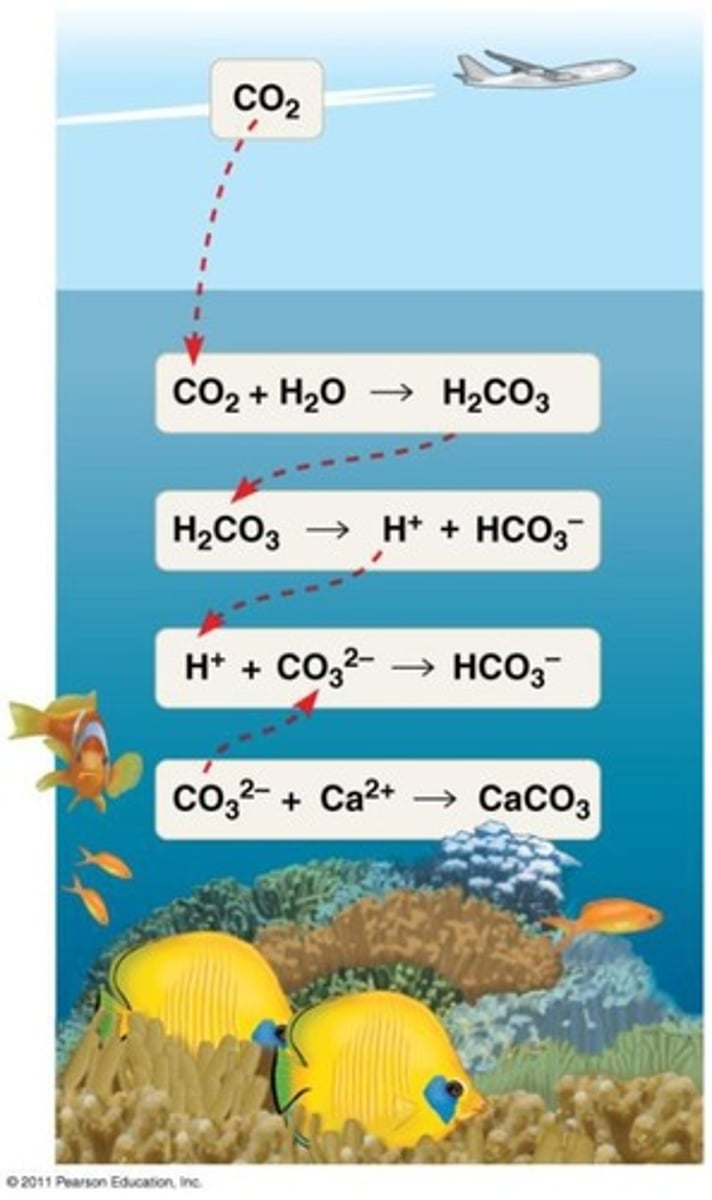 <p>The decrease in pH of ocean water due to increased CO2 levels from fossil fuel combustion.</p>