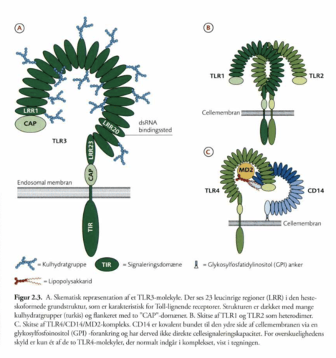<p>De spiller en stor rolle i det innate immunsystem.</p><p>Genkender mønstre der er typiske for PAMPS. Efter genkendelse inducerer de et immunrespons.</p><p>Indeholder 20-27 leucin ringe der folder sig som en hestesko.</p><p>Når receptoren aktiveres, dannes der cytokiner som fremmer immunresponset.</p><p>Findes på:</p><p>- Makrofager</p><p>-Granulocytter</p><p>-Dendritiske celler</p><p>-NK celler</p><p>-B celler</p><p>-T celler</p>