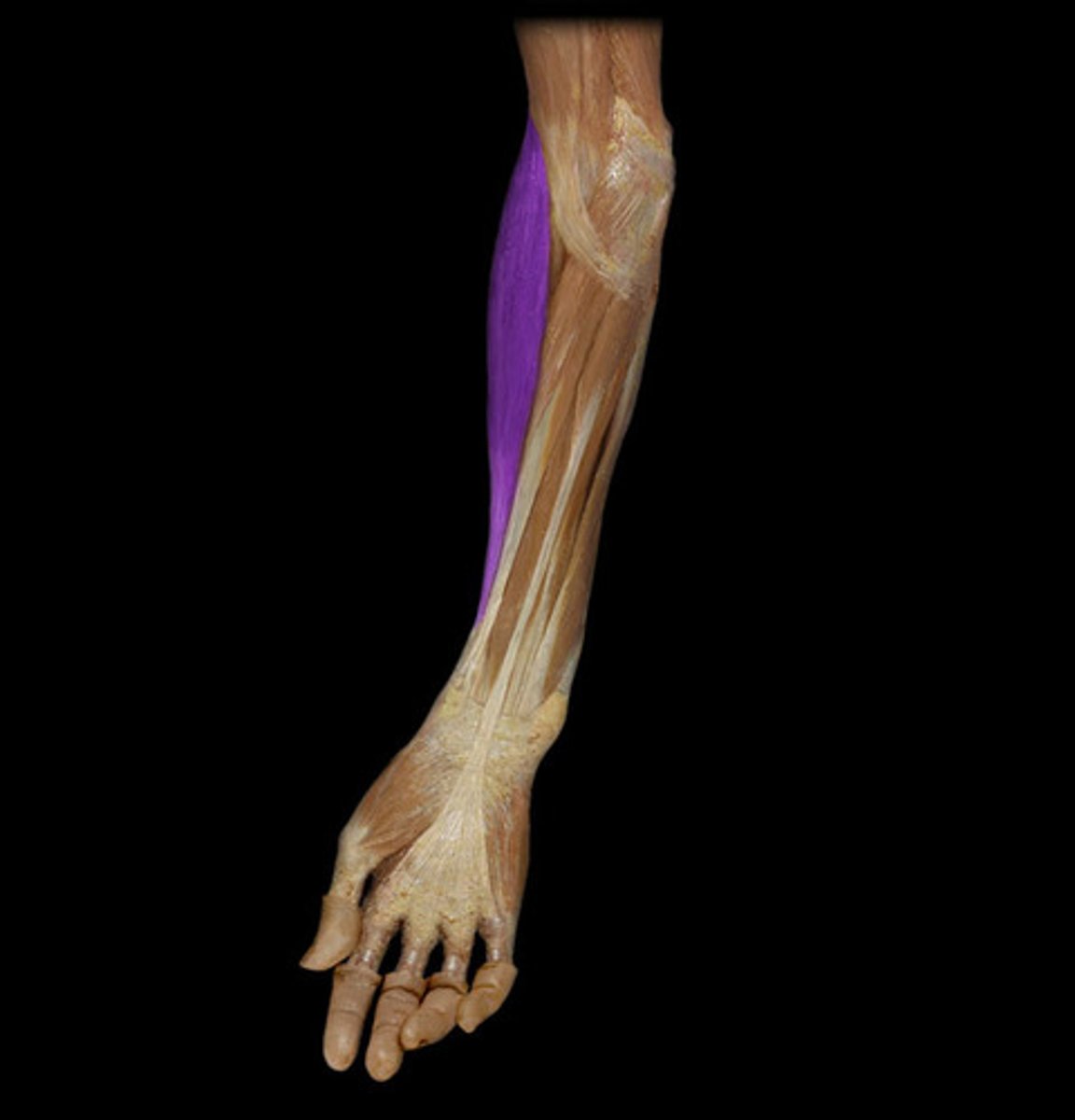 <p>Flexes forearm, assists in pronation and supination</p>