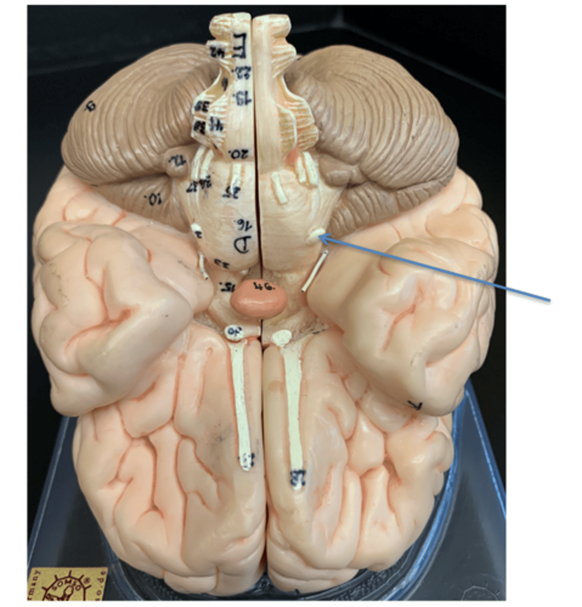 <p>Give the Cranial Nerve number, name &amp; function</p>