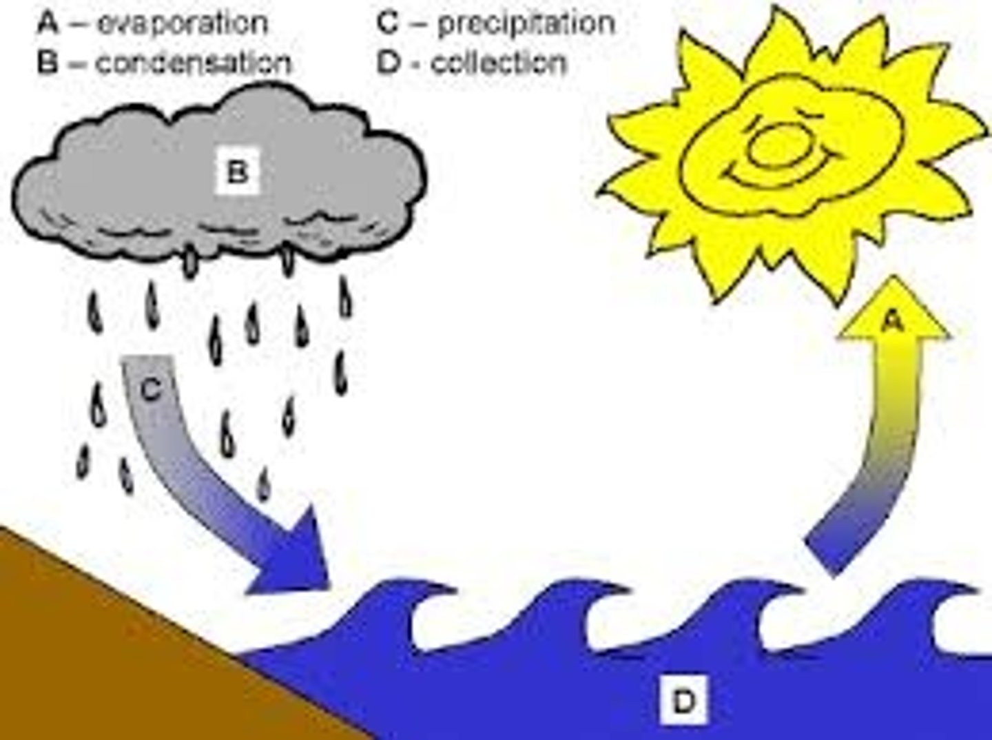 <p>Liquid water gains energy from heat and changes states of matter into a vapor. Because vapor is less dense it rises into the sky.</p>