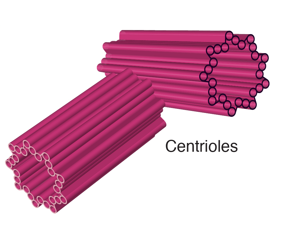 <p>Bundles of microtubules that organize the movement of chromosomes during cell division. *think “century pasta :)”</p>