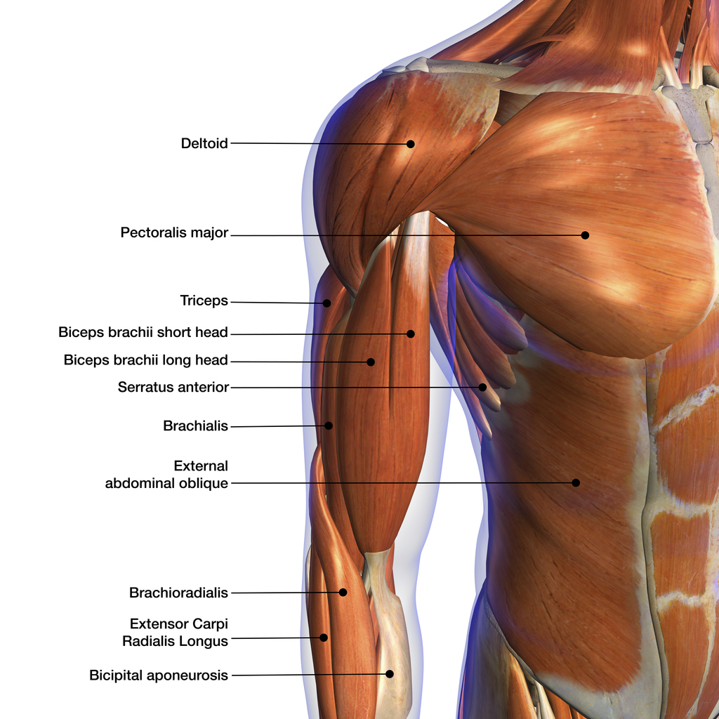 <p>Brachial</p>