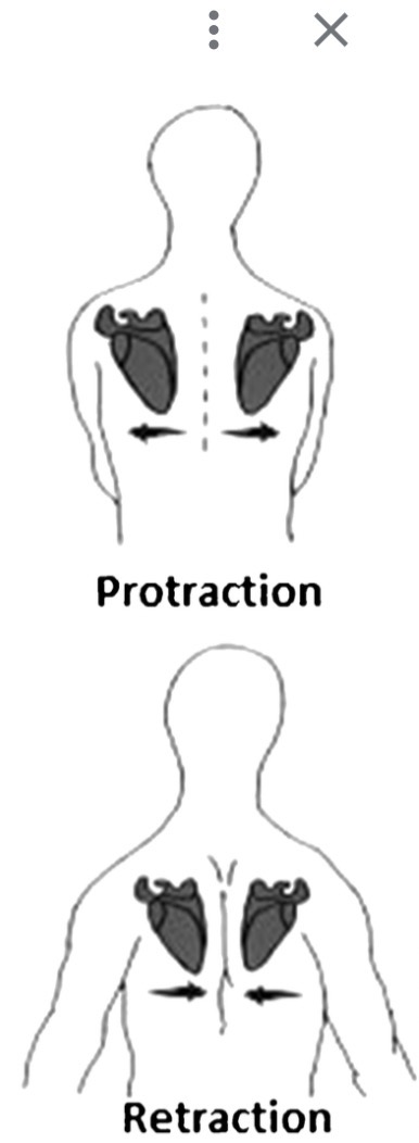 <p>Protraction: abduction, shoulders forward</p><p>Retraction: adduction, shoulders back</p><p>Transverse plane and vertical axis</p>