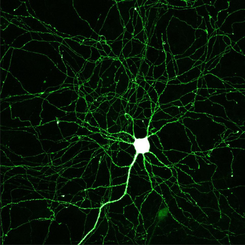<p>How many neurons and glia are ther?</p>