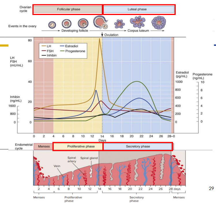 <p>Hormone Levels During Menstrual Cycle DIAGRAM</p>