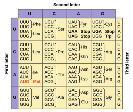 <p>What amino acids are coded by AAC codon?</p>