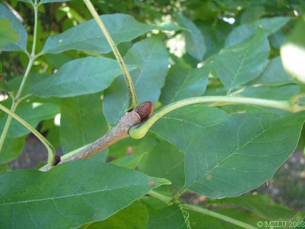 <p><strong><em>Fraxinus americana</em></strong></p><p><strong>Pupeny&nbsp;skořicové</strong>, typický tvar koncového pupenu, pupeny <strong>šikmo vstřícné</strong>, často v&nbsp;trojčetných přeslenech.</p><p class="Norml-Skripta" style="text-align: justify">Letorosty matně šedé, v&nbsp;nodech zploštělé a&nbsp;rozšířené.</p>