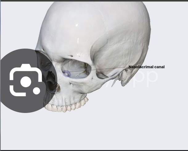 <p>Nasolacrimal canal</p>