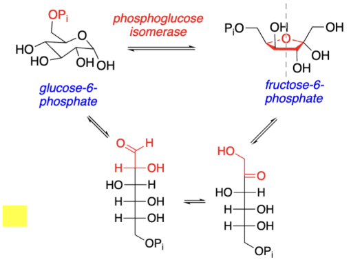 <p>Glycolysis Step 2:</p><p><span style="background-color: transparent;"><span>Glucose-6-Phosphate/glycogen → _____________ (__________)</span></span></p><ol><li><p><span style="background-color: transparent;"><span>_________ reaction catalyzed by _________________</span></span></p></li><li><p><span style="background-color: transparent;"><span>___________ isomerization; 6-membered ring→5-membered ring thru ____ chain</span></span></p></li><li><p><span style="background-color: transparent;"><span>_____ % is in the form with the structure on the bottom left</span></span></p></li></ol><p></p>