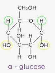 <ul><li><p>an isomer of glucose that can bond together to form starch or glycogen</p></li></ul><ul><li><p>forms a helical chain→compact→more can be stored</p></li></ul><p></p>