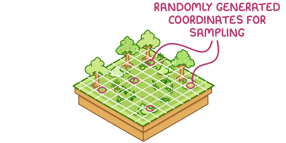 <ul><li><p>use a grid/divide area into squares/coordinates</p></li><li><p>use a random number generator to generate random coordinates</p></li><li><p>count the number/frequency in a quadrat</p></li><li><p>take a large sample </p></li><li><p>divide total % by no. of quadrats</p></li></ul><p></p>