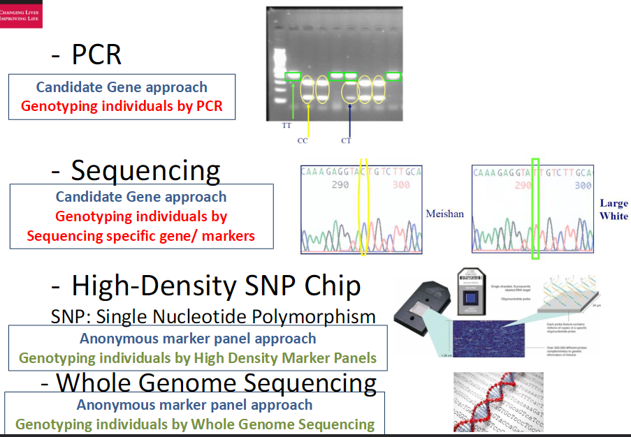 <p><strong>Purpose</strong><br> Genotype individuals by reading the entire DNA sequence of their genome</p><p><strong>Sequence Example</strong><br> Shows a section of DNA from an individual<br> Nucleotides (A, T, C, G) represent the genetic code</p><p><strong>Process</strong><br> Use a genome sequencer to read all DNA<br> Every nucleotide is detected to find polymorphisms and determine genotype</p>