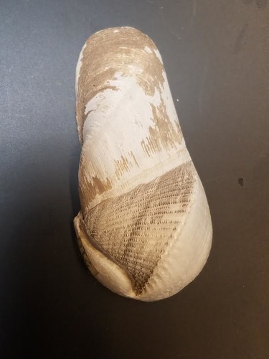 <p>Rock boring clams, like Penitella, the flat-tipped piddock, can actually bore into rock along the rocky shores</p>