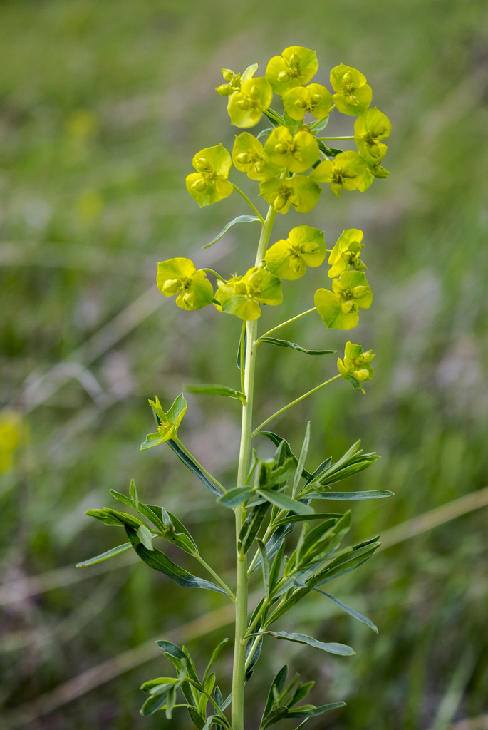 <p>Upright perennial up to 4 ft tall; reproduces by seed and rhizomes; leaves are simple, opposite, blue-grey; cut stems exude milky sap that can blister skin; distinctive greenish-yellow flower bracts.</p>