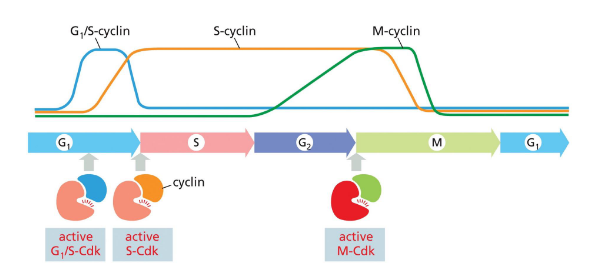 <p>coordinated progression thru stages</p><p>cyclin-cdk complexes regulate timing</p><p>activation and inhibition can provide gas and brakes</p>