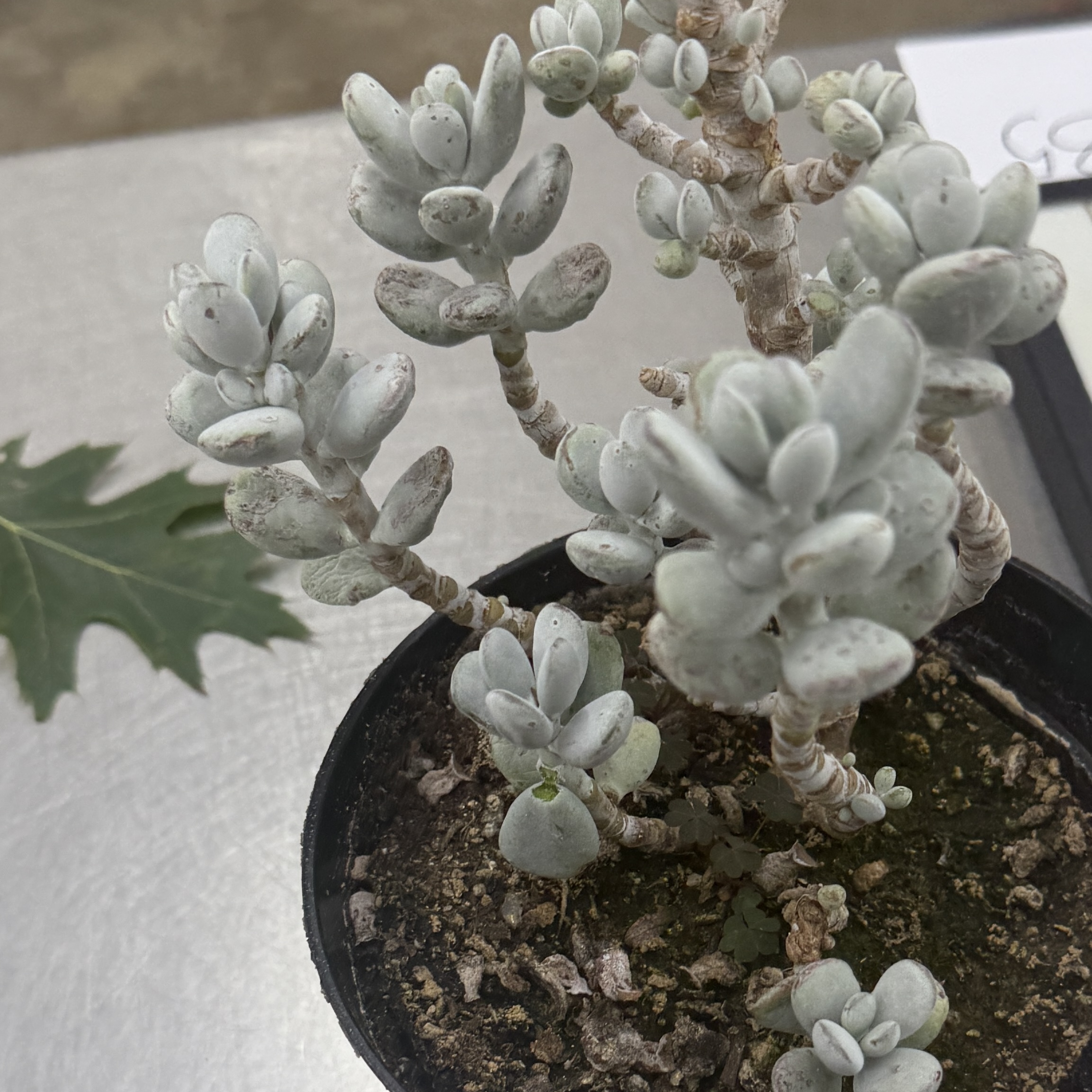 <p>Identify the attachment type of the leaf specimen</p>