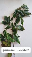 Sambucus racemosa