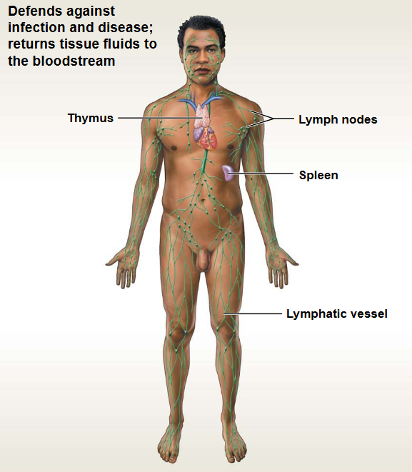 <p>This system contains: Lymph nodes, Vessels</p><ul><li><p>Functions: Immunity &amp; fluid balance</p></li></ul><p></p>