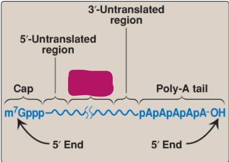 <p>Label this part of mRNA.</p>