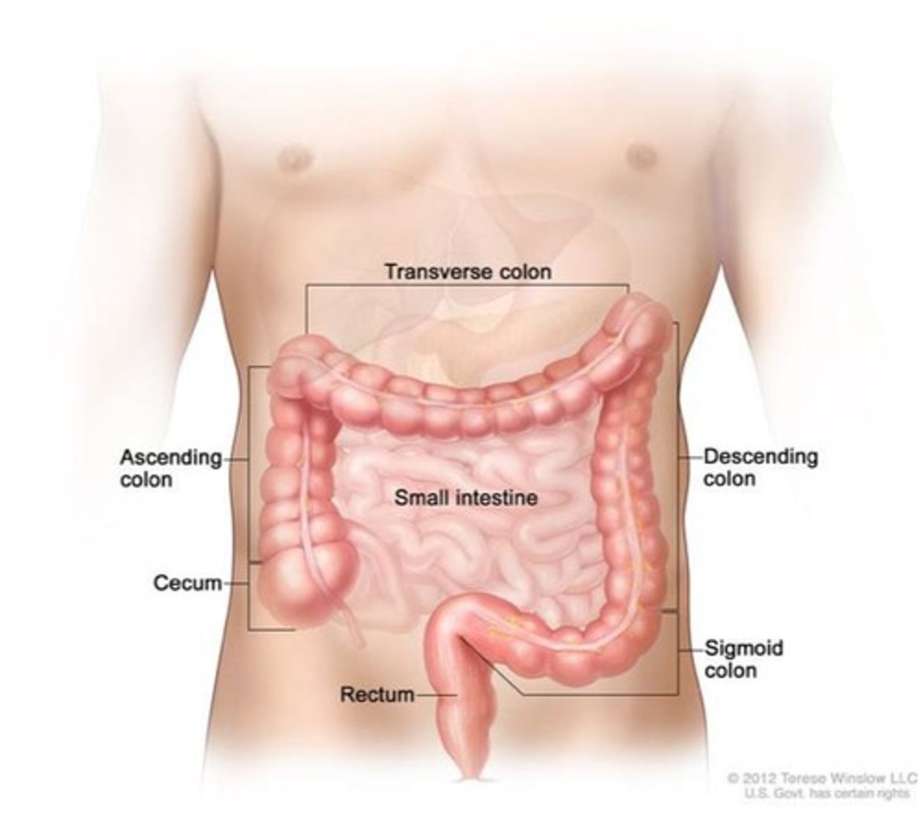 <p>Absorption of water and electrolytes, and the formation of feces.</p>