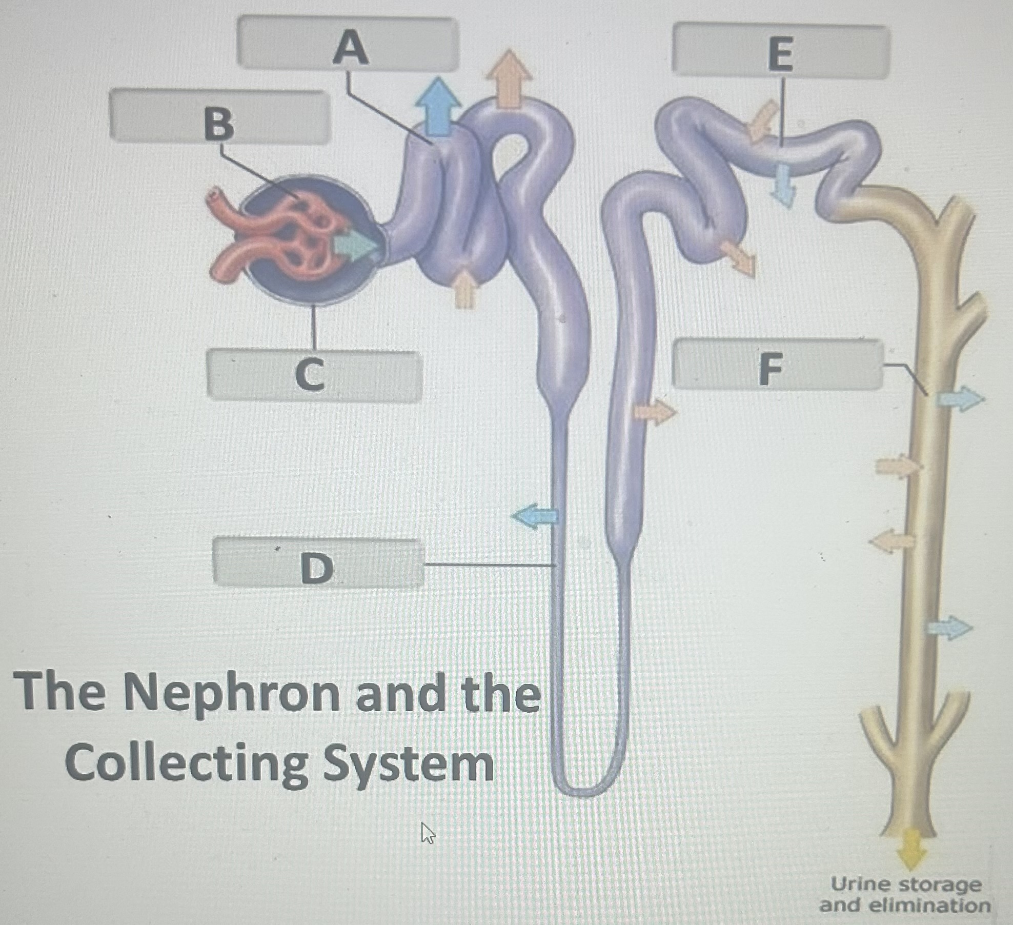 Identify the nephron/collecting system structure labeled A 