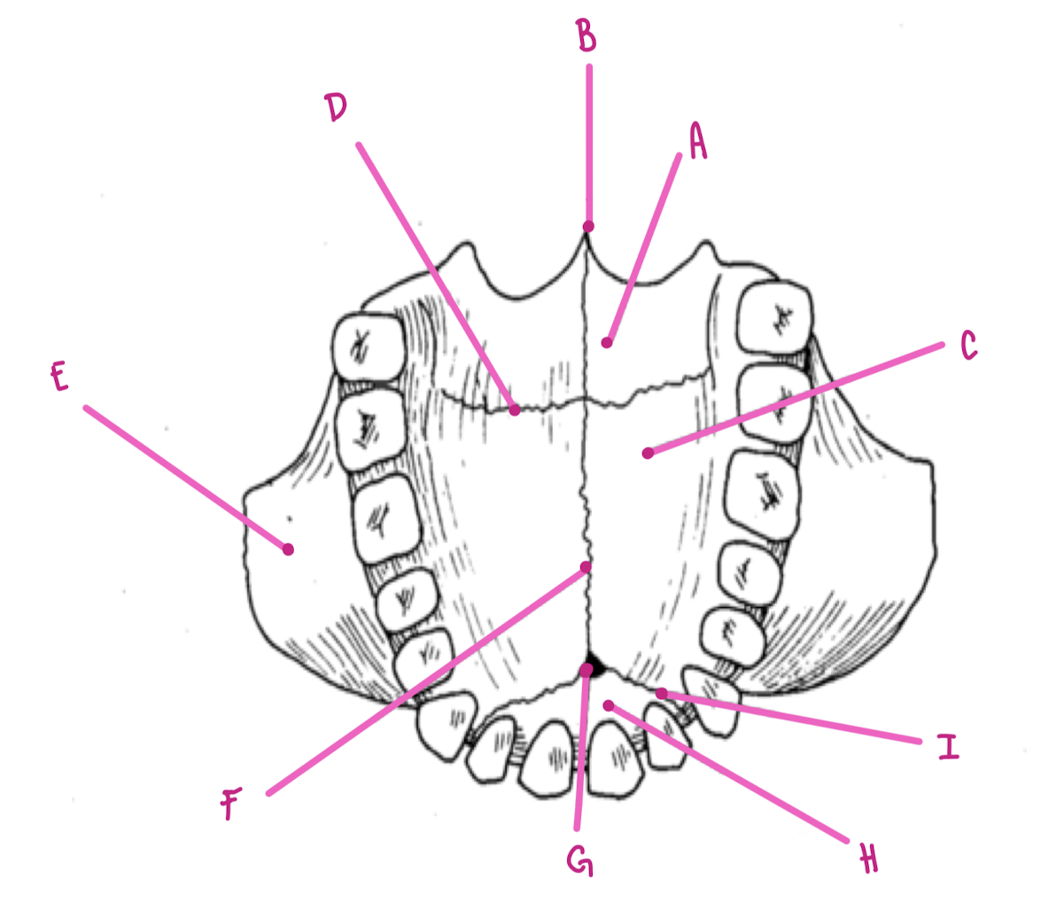 <p>Name the part of the maxillae labeled B (inferior view)</p>