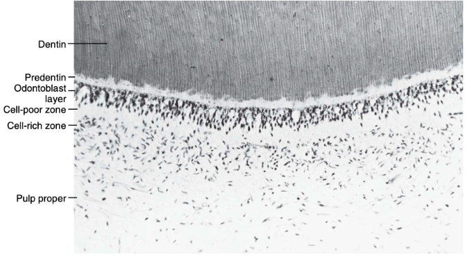 <p>pulp-dentin complex</p><p>odontoblast layer</p><p>cell-poor zone</p><p>cell-rich zone</p><p>pulp proper</p>