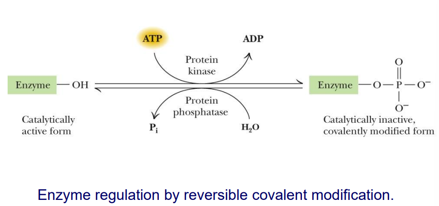 <p>The <span>availability of substrates and cofactors</span></p><p><span>Genetic regulation of enzyme synthesis and decay</span></p><p>allosteric or covalent modification</p><p><span>Zymogens, isozymes, and modulator proteins</span></p><p></p>