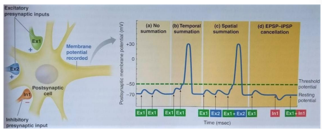 <p>postsynaptic response is the combined effect of thousands of synaptic events (iPSPs and EPSPs) from many neurons</p><p>neuron is brought to action potential threshold at the axon hillock via summation - temporal summation, spatial summation</p>