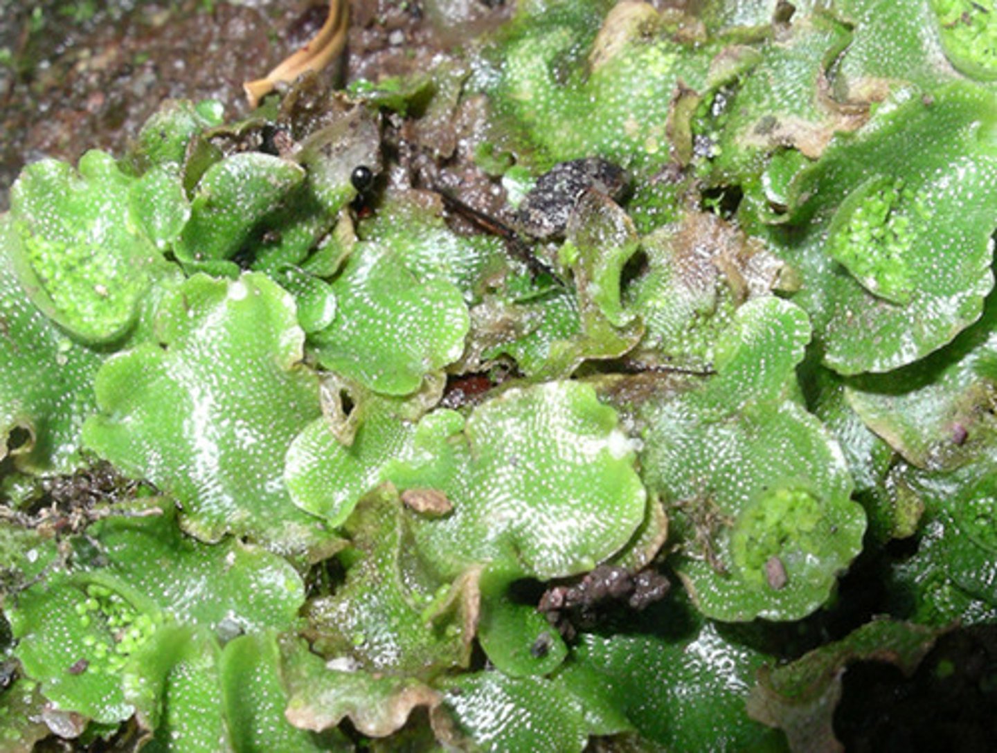 <p>bryophytes</p>