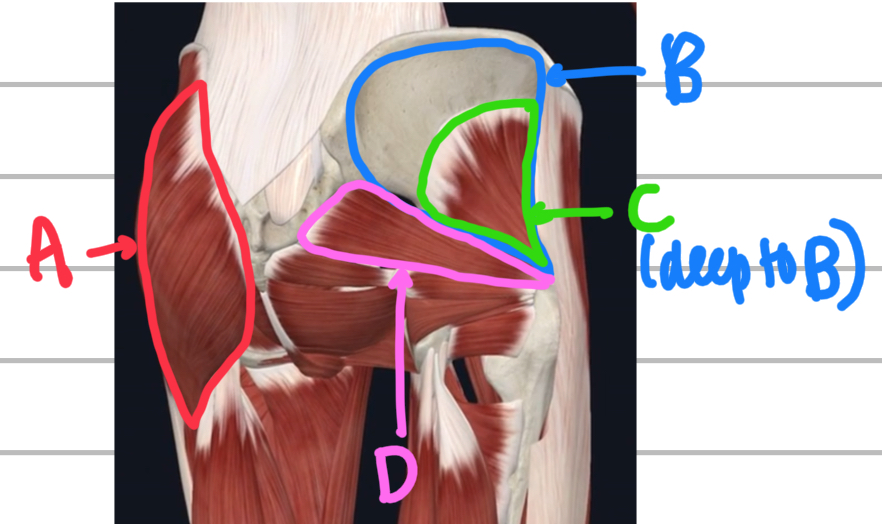 <p>Name these glute muscles. </p>