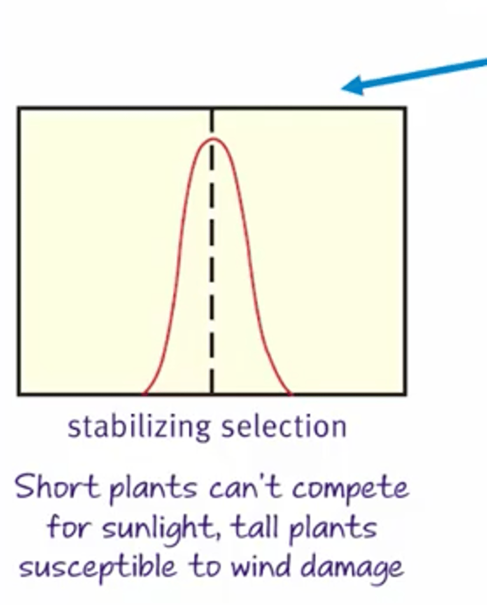 <p>Keeps the phenotypes in a narrow range, excluding extremes.</p>