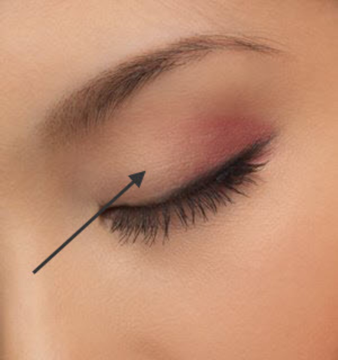 <p>the eyelid</p>