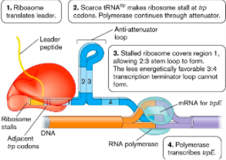<ol><li><p>trp-tRNAs</p></li><li><p>leader codons, no</p></li><li><p>2:3 anti-attenuator</p></li><li><p>attenuator </p></li></ol><p></p>