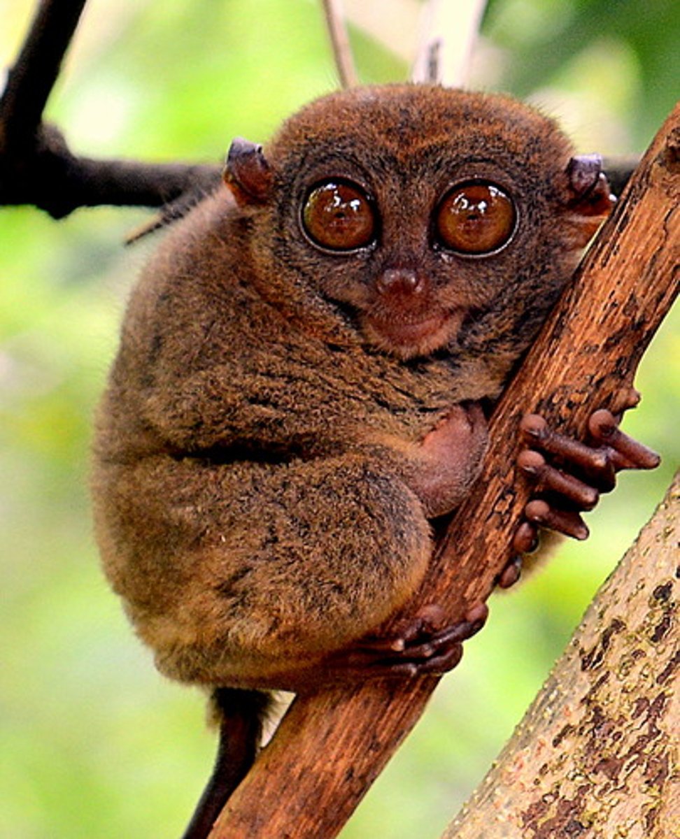 <p>-Nocturnal, leapers, climbers<br>-highly specialized and entirely carnivorus <br>-closely related to monkeys and apes</p>
