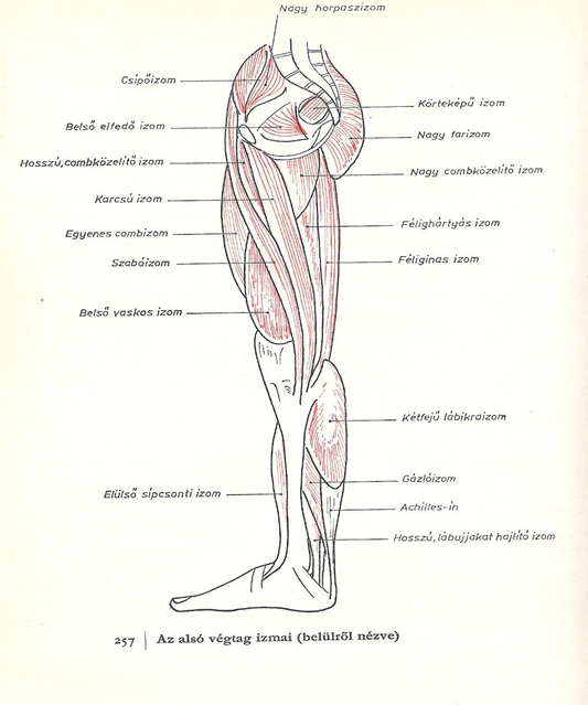 term image