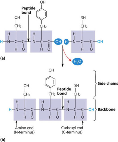 long chain of amino acids
