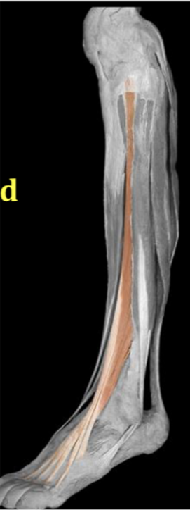 <p>Extensor digitorum longus </p>