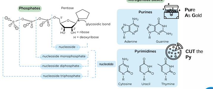 <p>nucleoside + (1-3)P = nucleotide</p>