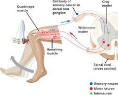 <p>An involuntary movement in reaction to a stimulus.</p>