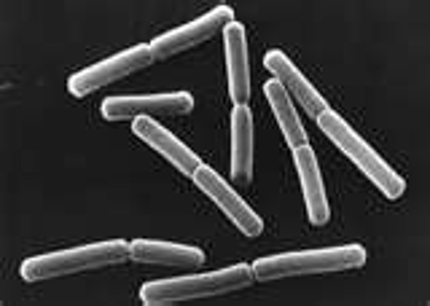 <p>pairs of bacilli</p>