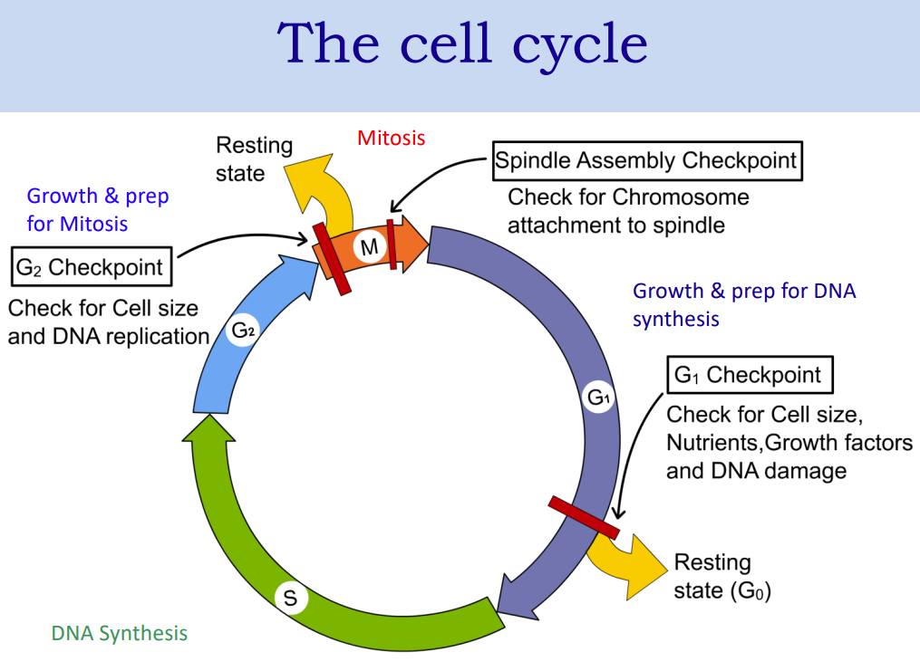 <p>The cell cycle consists of </p><ul><li><p>Mitotic (M) phase (mitosis and cytokinesis) </p></li><li><p>Interphase (cell growth and copying of chromosomes in preparation for celldivision) </p><ul><li><p>•Interphase (about 90% of the cell cycle) can be divided into subphases </p><ul><li><p>G1 phase (first gap) </p></li><li><p>S phase (synthesis) </p></li><li><p>G2 phase (secondgap) </p></li></ul></li></ul></li></ul><ul><li><p>The cell grows during all three phases, but chromosomes are duplicated only during the S phase</p></li></ul><p></p>
